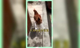 娱乐吃瓜群众歌曲视频下载,揭秘“吃瓜群众”歌曲视频下载背后的故事